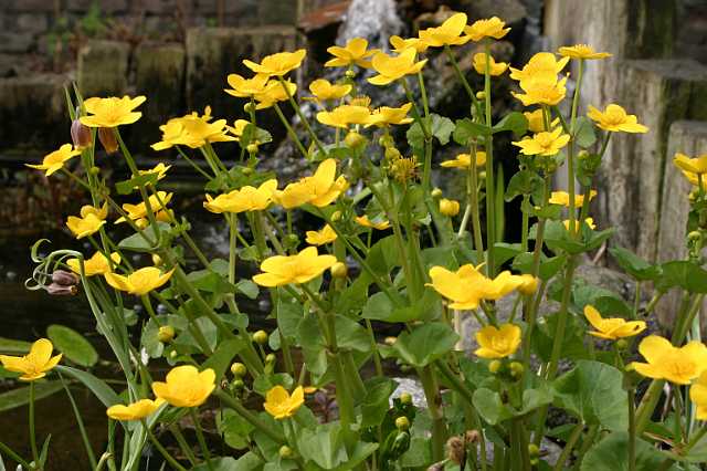 FH_VP_0030(Caltha palustris).jpg - Caltha palustris (dotterbloem)